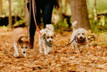 The Benefits of Hiring a Professional Dog Walker for Your Pet's Health