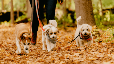 The Benefits of Hiring a Professional Dog Walker for Your Pet's Health