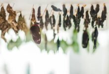 impact of evolutionary development