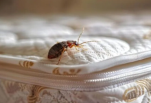How Long Can Bedbugs Live Without Feeding?