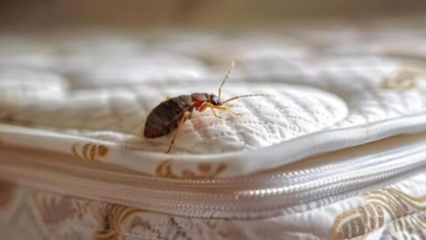 How Long Can Bedbugs Live Without Feeding?
