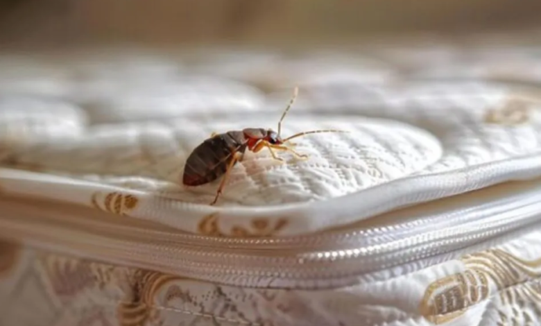 How Long Can Bedbugs Live Without Feeding?